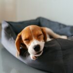 Small dog sleeping peacefully in a cozy, fluffy dog bed - best dog beds for small breeds 2025
