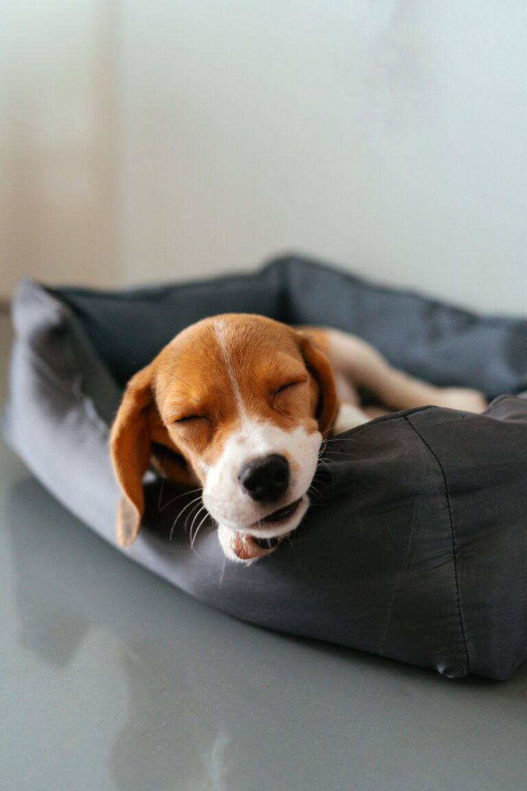 Small dog sleeping peacefully in a cozy, fluffy dog bed - best dog beds for small breeds 2025