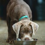 Best dog food for sensitive stomachs - happy healthy dog eating from bowl
