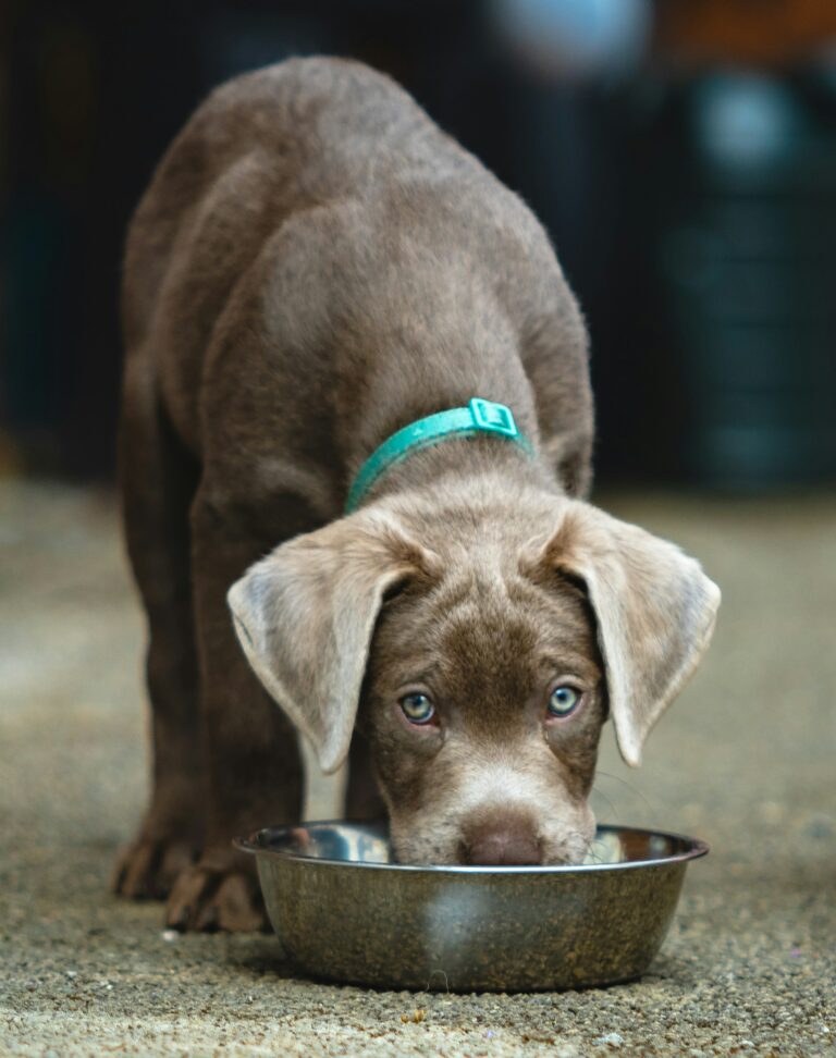 Best dog food for sensitive stomachs - happy healthy dog eating from bowl