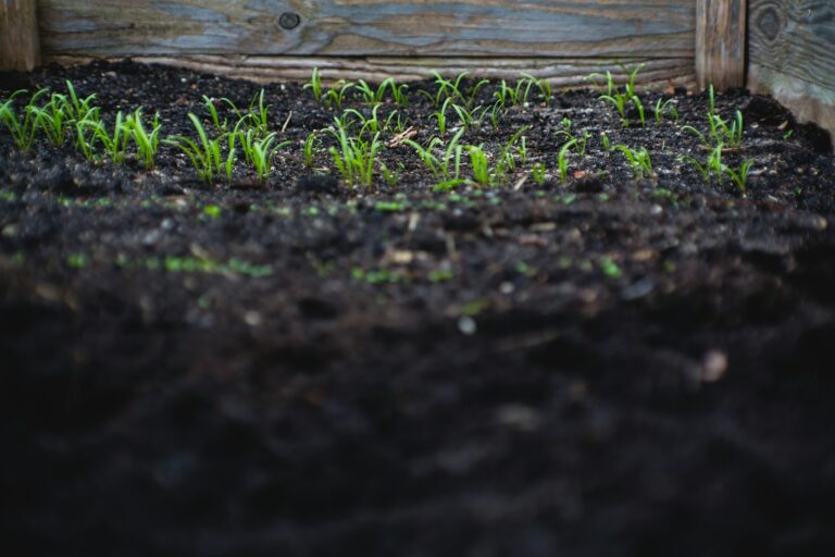 Bags of the best potting soil and raised bed mix next to a wooden raised garden bed ready for planting