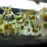 Small green seedlings emerging from seed starting trays on a bright windowsill, showing how to start seeds indoors